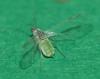 Hyalopterus pruni